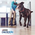Dentalife Snacks Dentários para cães de raça grande, , large image number null